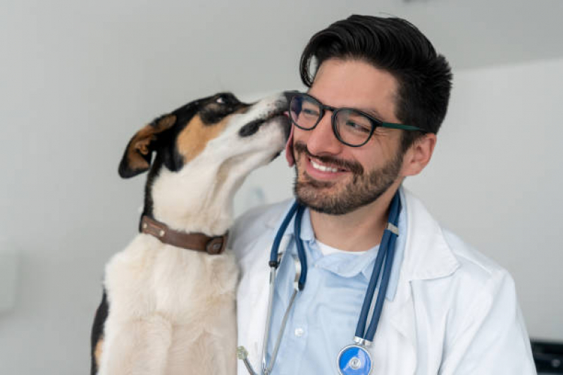 Veterinário Cães e Gatos Alto de Pinheiros - Veterinário Especialista em Cachorro