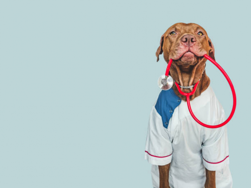 Veterinário de Cães Telefone Santa Cruz - Veterinaria Pró Cão