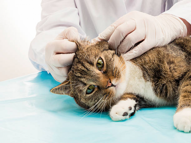 Veterinário de Gato Jardim São Silvestre - Veterinário Ortopedista para Gatos