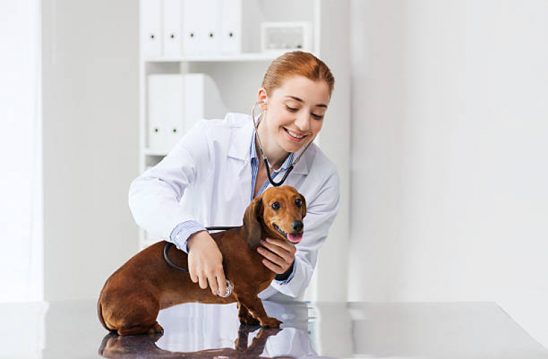 Veterinário Especialista em Cachorro Contato República - Veterinário para Cachorro