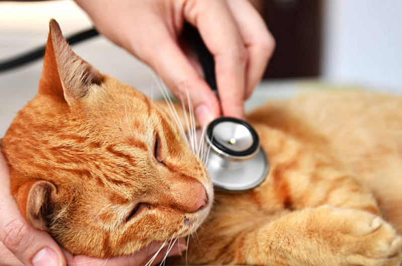 Veterinário Especialista em Gatos Contato Centro - Veterinário Ortopedista para Gatos