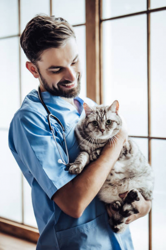 Veterinário Especialista em Gatos e Cachorros Vila Arcádia - Veterinário de Gato