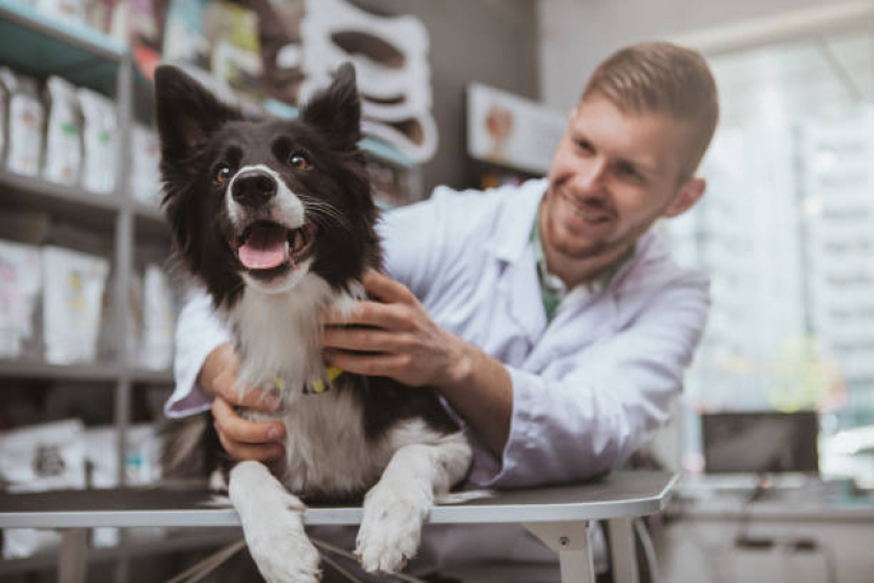 Veterinário Especialista em Ouvido de Cachorro Contato Paraíso - Veterinaria Pró Cão