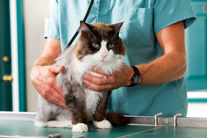 Veterinário Especializado em Felinos Contato Cerqueira Cezar - Veterinário Ortopedista para Gatos