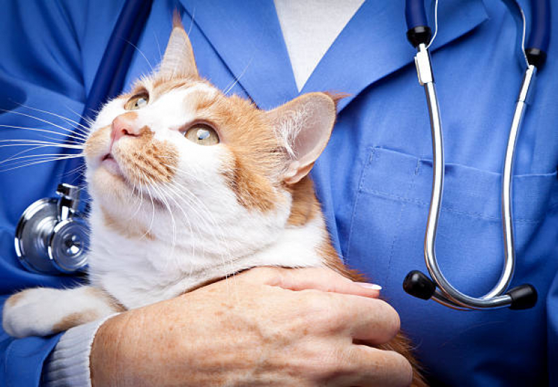 Veterinário Especializado em Felinos Itaberaba - Veterinário Ortopedista para Gatos