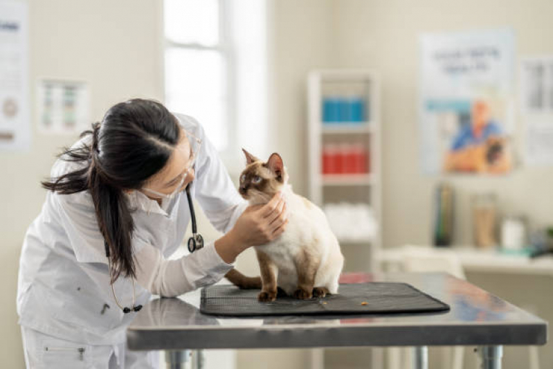 Veterinário Ortopedista para Gatos Contato Higienópolis - Veterinário para Gato