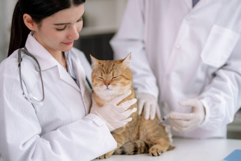 Veterinário Ortopedista para Gatos Endereço Vila União - Veterinário de Gato