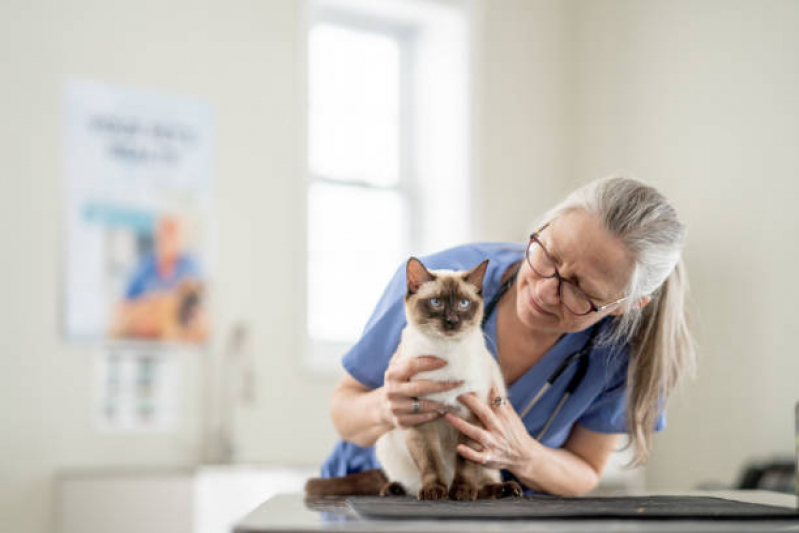 Veterinário Ortopedista para Gatos Butantã - Veterinário de Gato