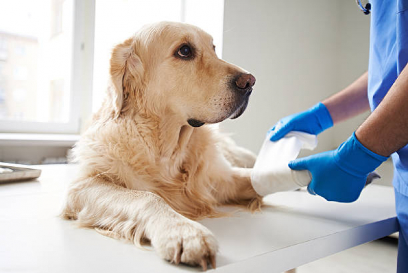 Veterinário para Cachorro Contato Santa Cruz - Veterinário Especialista em Cachorro
