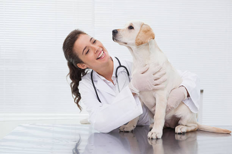 Veterinário para Cachorro Ibirapuera - Veterinaria Especialista em Pele de Cachorro