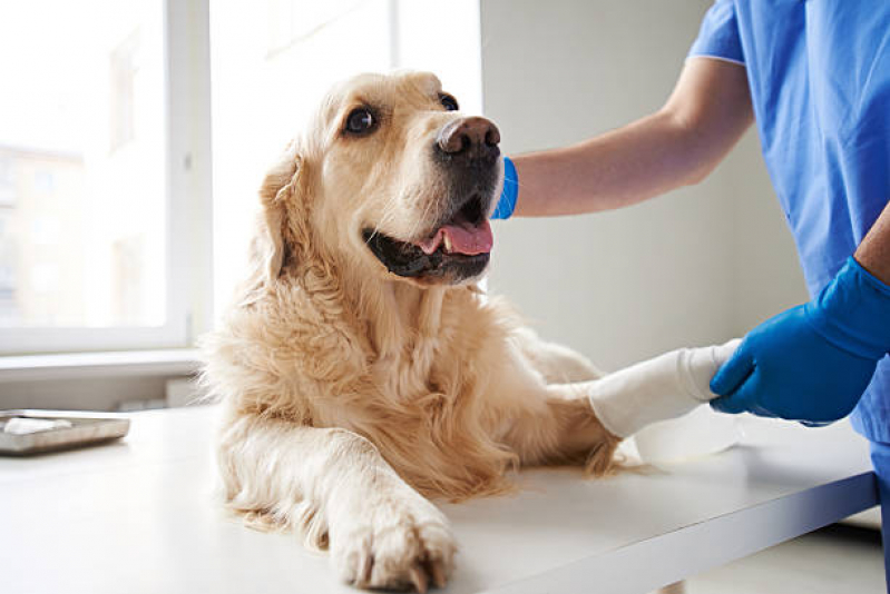 Veterinário para Cães Contato Higienópolis - Veterinário Cães e Gatos