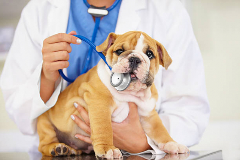 Veterinário para Cães Bom Retiro - Veterinário de Cães