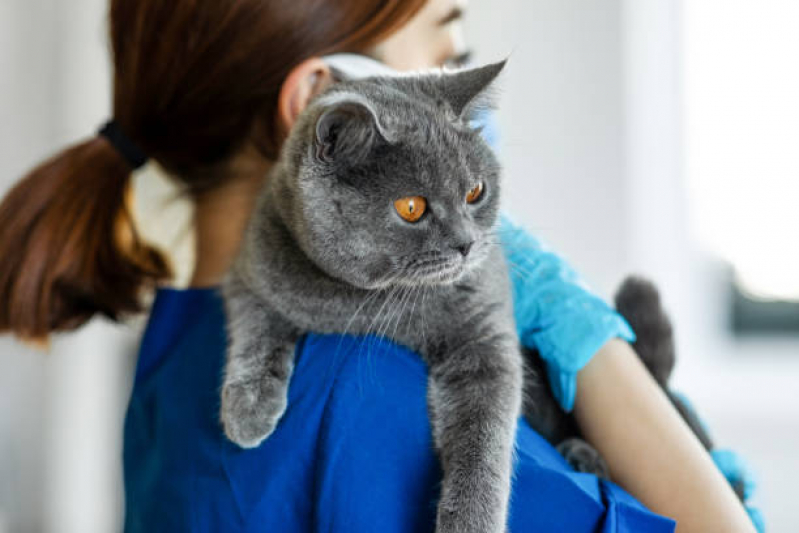 Veterinário para Castrar Gato Contato Pinheiros - Veterinário Ortopedista para Gatos