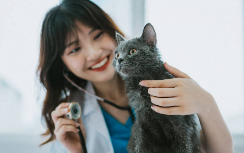 Veterinário para Castrar Gato Parque Rebouças - Veterinário Especialista em Gatos