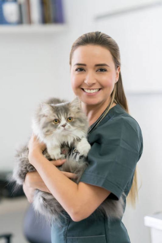 Veterinário para Gato Higienópolis - Veterinários Especialistas em Gatos