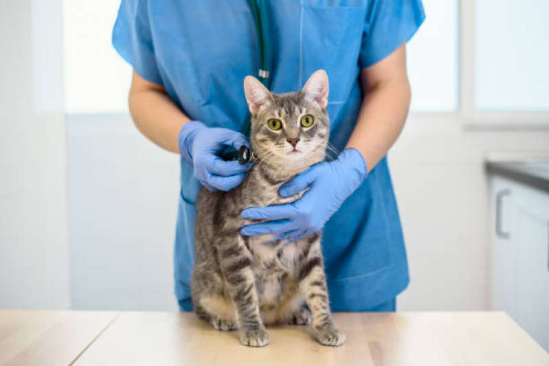 Veterinários Especialistas em Gatos Santa Cruz - Veterinário para Gato